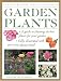 Book Garden Plants (Illustrated Encyclopedias)
