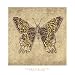 Leopard Butterfly Art Print by Jennifer Brice, 18 x 18