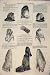 Dress Fashion Ladies Cashmere Cloak Hat Vest Tunic 1876