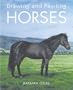Drawing and Painting Horses