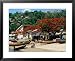 Beach with Flamboyant Tree on Anse la Raye, Anse la Raye Photography Framed Art Poster Print by Holger Leue, 31x25