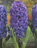 Blue Jacket Hyacinth - 15 bulbs