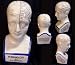 L.N. Fowler Porcelain Phrenology Head with Outlined Character Traits