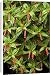 Canvas Prints of DAD-1982 Cigar plant from Ardea Wildlife Pets