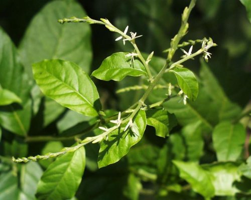 Anamu Medicinal Plant