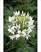 Photographic Prints of Cleome Spider flower (white) from Ros Drinkwater