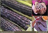 Nature Seeds Purple Corn / Maize F1 Hybrid 40 Vegetable Gardening Seed