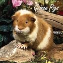Guinea Pigs 2010 Small Wall Calendar