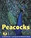 Peacocks (Early Bird Nature Books)