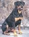 Rottweiler Full Body Art Print, 8 x 10