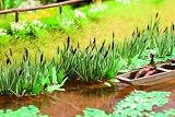 Noch 14408 Laser Cut Minis - Reeds (16)