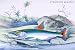 Art Poster, Hydrocylon Armatus - 27.5 x 18.75