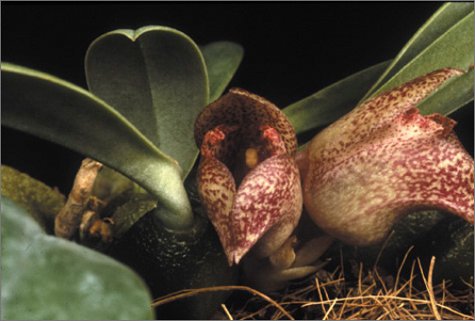 Bulbophyllums and Their Allies: A Growers Guide