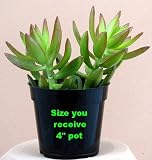 Burgundy-Tipped Jade Plant - Crassula - Easy to Grow