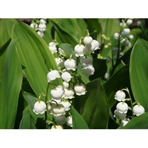 【クリックでお店のこの商品のページへ】スズラン 3本セット