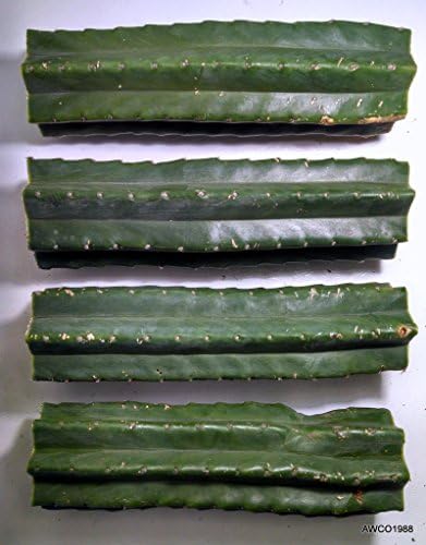 San Pedro Cactus, Four 12 Inch Trunk Cuttings, Trichocereus (Echinopsis) Pachanoi by AWCO1988