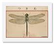 Dragon Fly from Ehagaki sekai