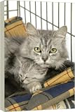 Box Canvas Print of Cat. Tiffanie cat. Mother lying in cage with kitten (6 weeks old) from Ardea