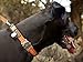 Ruffwear Top Rope Collar, Large, Burnt Orange