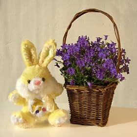Campanula and Bunny