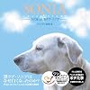SONIA-白くなった黒ラブ・ソニア-