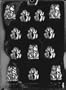 FROGS Animal Candy Mold Chocolate