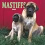 Mastiffs Wall
