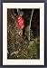 Framed Prints of BS-793 Zingiber - a type of Ginger, medicinal from Ardea Wildlife Pets