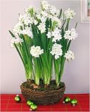 Paperwhite Ziva in a Woodland Vine Basket