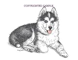 Siberian Husky Puppy - 9x12 Drawing by Cindy Farmer
