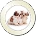 NEW-SHIH-TZU DOG Tax Disc Holder