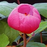 国華園　苗　山野草 山芍薬 炎 1株