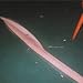 �coutes int�ressantes et insolites en 2003
