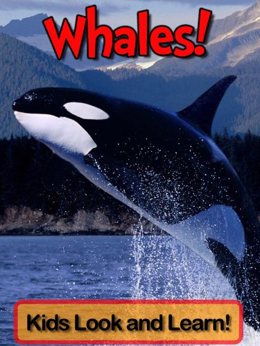 Whales! Learn About Whales and Enjoy Colorful Pictures - Look and Learn! (50+ Photos of Whales)