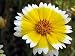 TIDY-TIPS Layia Platyglossa - 500 Flower Seeds + FREE SEEDS!