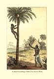 Buyenlarge - A Man Ascending a Palm Tree for Its Wine 12x18 Giclee on canvas