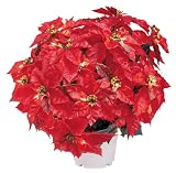 GKI Bethlehem Lighting 20-Inch Weatherproof 35-Light Potted Poinsettia, Red