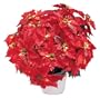 GKI Bethlehem Lighting 20-Inch Weatherproof 35-Light Potted Poinsettia, Red