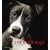 Shelter Dogs