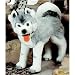 Plüti 1480-080-341 - Husky, stehend, grau-melange - 80 cm