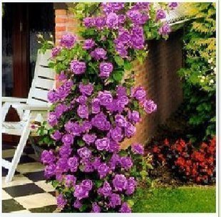 Climbing Purple Fairy