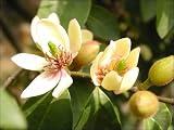 9GreenBox - Fragrant Michelia Figo Banana Shrub 1 Gal Live Plant