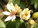 9GreenBox - Fragrant Michelia Figo "Banana Shrub" 1 Gal Live Plant