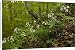 Canvas Prints of Seven-leaved bittercress - in montane beech forest (Fagus sylvatica) from Ardea Wildlife Pets
