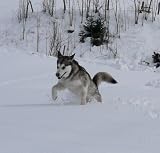 Huskywanderung * Abenteuer + Erlebnis Geschenk - 