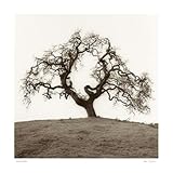 IMAGE OF Hillside Oak Tree HIGH QUALITY CANVAS Print With Light Added BRUSHSTROKES Alan Blaustein 24x24