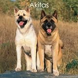 Akitas 2009 Wall Calendar