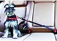 EzyDog Click Adjustable Car Dog Restraint