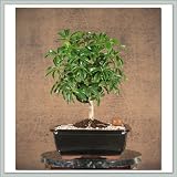Hawaiian Umbrella (Arboricola) Bonsai Tree XI