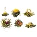 Teaposy Medley Tea - Box of 6